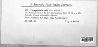 Phragmidium bulbosum image